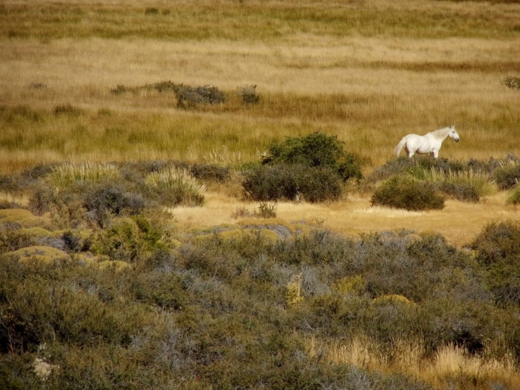 Esquel Patagonia Argentina Trochita