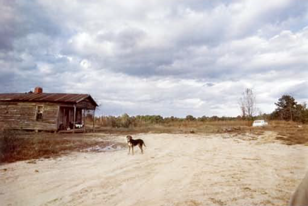 William Eggleston  dog